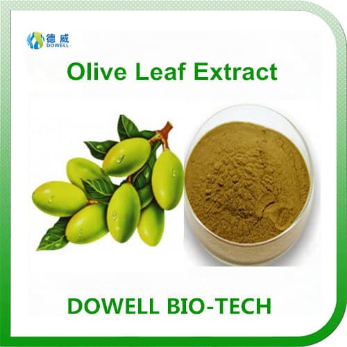 High Quality Plant Extract Olive Leaf Extract